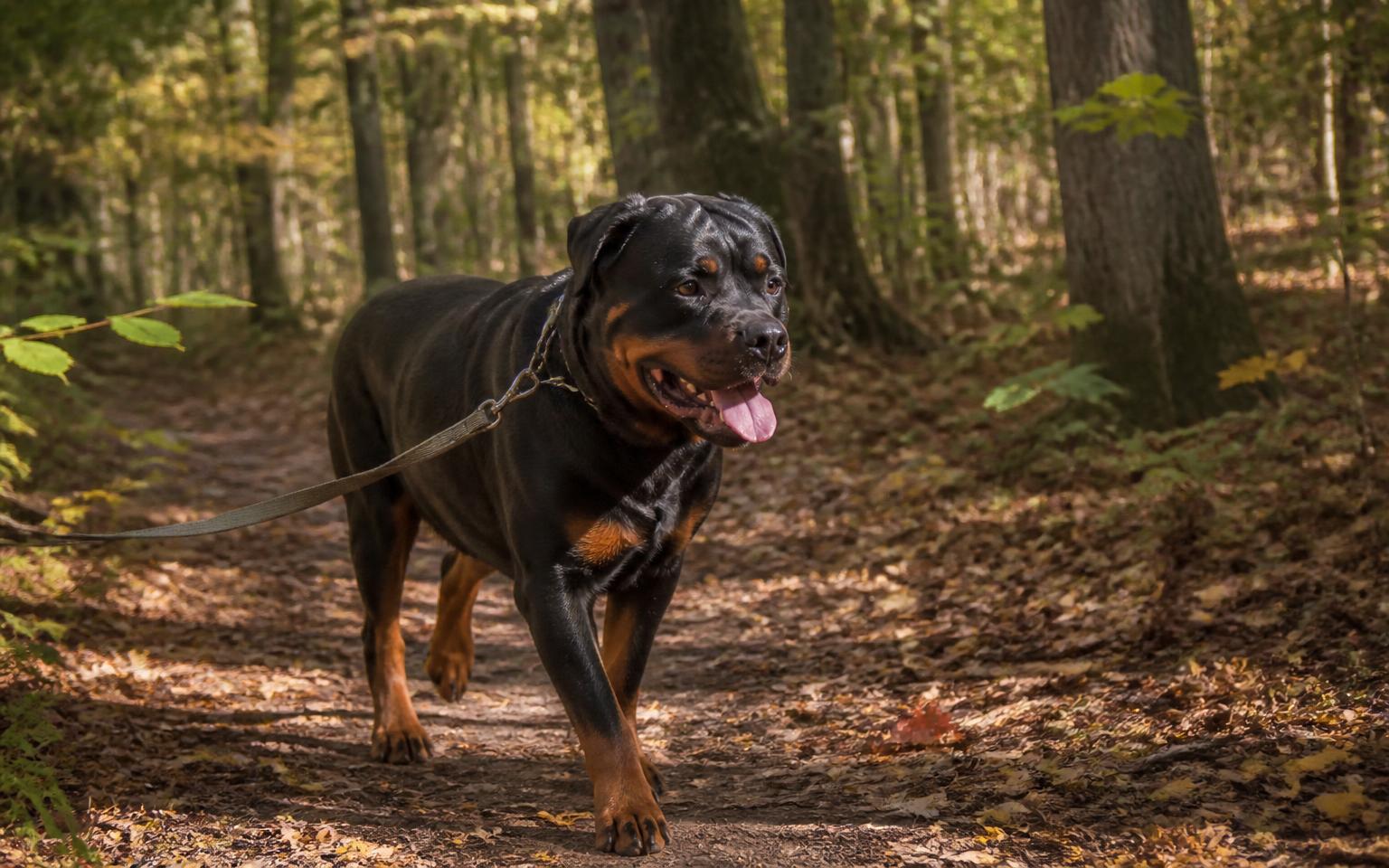Rottweiler walking on a leash along a sunlit forest trail between tall trees