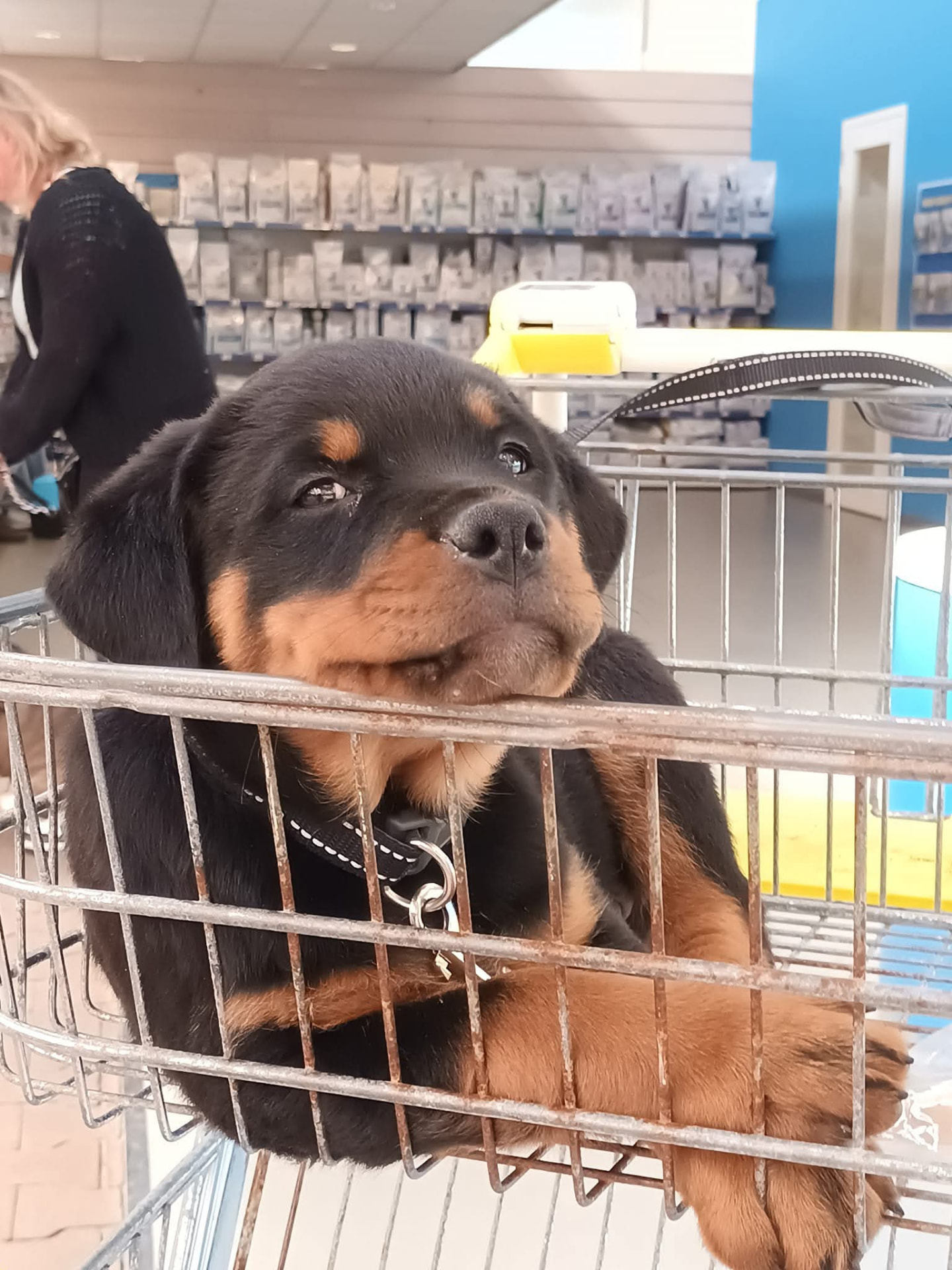 Young Rottweiler puppy sitting at the front of a shopping cart