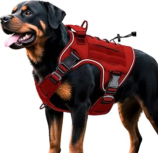 Rottweiler wearing a red heavy duty military-grade tactical dog harness with reflective trim and metal buckles